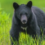 Whistler Bear Tour - What Makes This Tour Special?