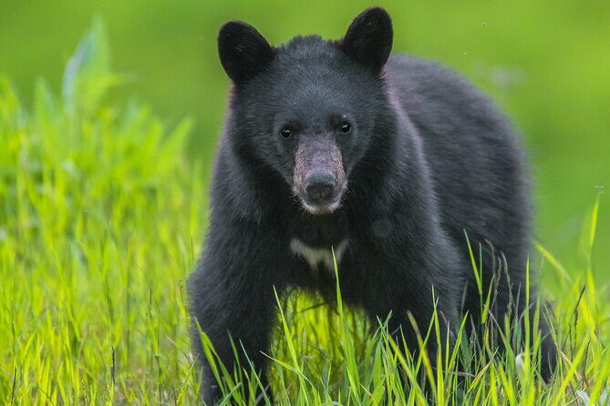 Whistler Bear Tour - What Makes This Tour Special?