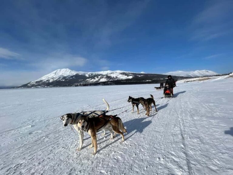 Whitehorse: Dog Sledding Adventure with Hot Cocoa - Evaluating the Value