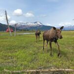 Whittier to Anchorage Wildlife Extravaganza - Practicalities and Logistics