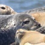 Wickford, RI: Narragansett Bay Seal-Watching Tour by Boat - Authentic Experiences & Real-World Feedback