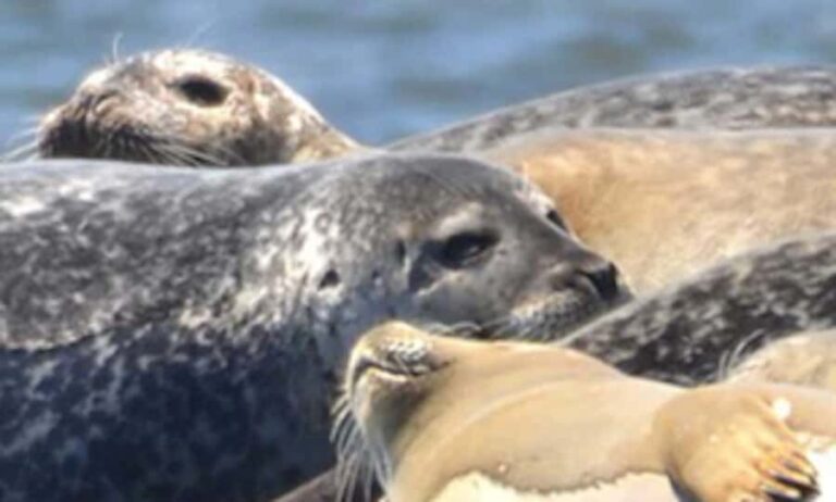 Wickford, RI: Narragansett Bay Seal-Watching Tour by Boat - Authentic Experiences & Real-World Feedback