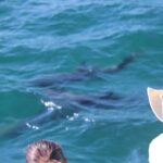 Wild Dolphin Encounter in Puerto Vallarta - Who Will Love This Tour?