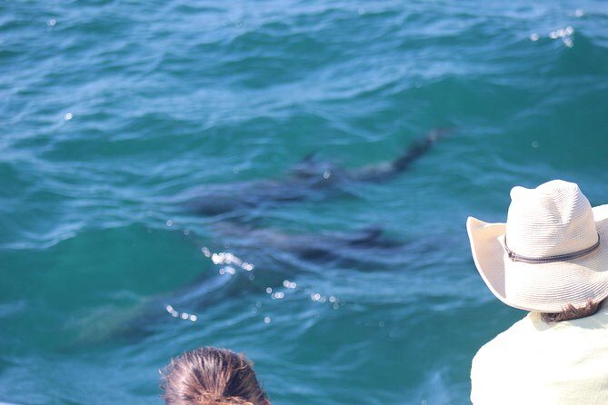 Wild Dolphin Encounter in Puerto Vallarta - Who Will Love This Tour?