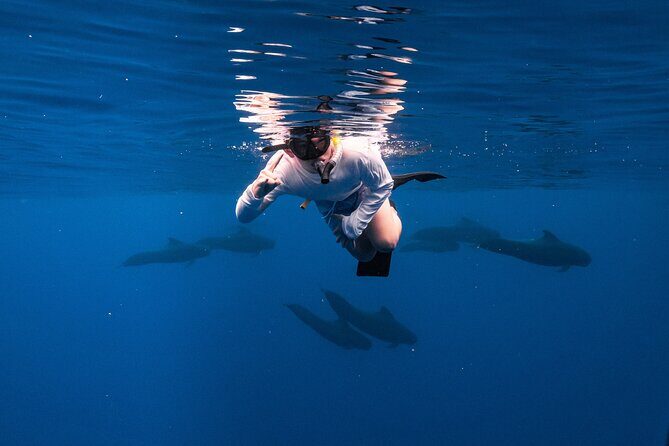 Wild Dolphin Swim, Turtle, Whale Safari with Guided Snorkeling - The Value of a Truly Personalized Ocean Voyage