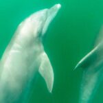 Wild dolphins encounter & snorkeling - Who Should Consider This Tour?