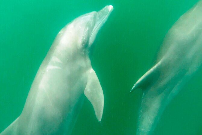 Wild dolphins encounter & snorkeling - Who Should Consider This Tour?
