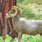 Wild Horse Island Flathead Lake Kayak Tour - The Sum Up: Why This Tour Is a Great Choice