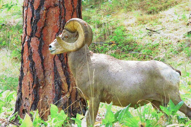 Wild Horse Island Flathead Lake Kayak Tour - The Sum Up: Why This Tour Is a Great Choice