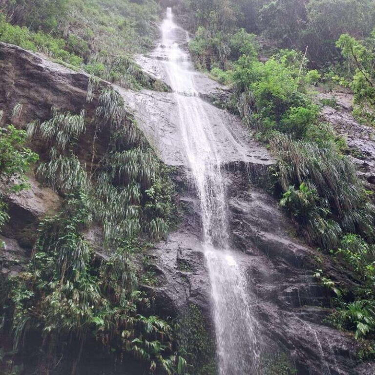 Wild Immersion : Hiking in the Heart of the Tropical Forest - Exploring the Details of the Tour