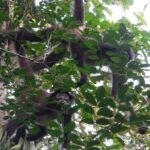 Wild Monkey Adventure (Private, Full Day) - What Travelers Say