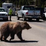 Wild Yellowstone 1 Day | Wildlife Photography Tour - What to Expect on the Tour