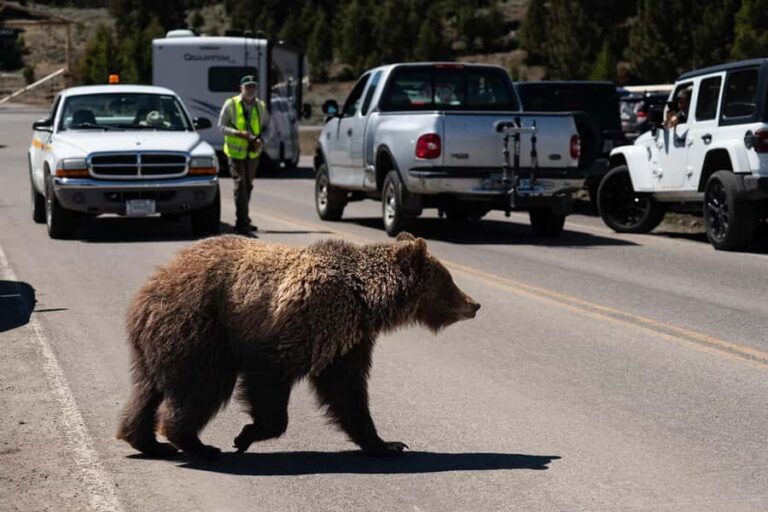 Wild Yellowstone 1 Day | Wildlife Photography Tour - What to Expect on the Tour