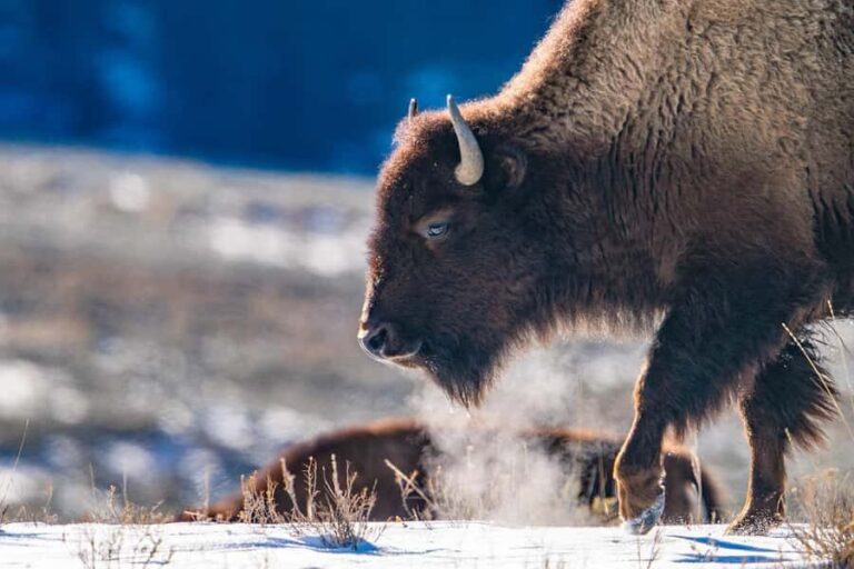 Wild Yellowstone 3 Day | Wildlife Photography Tour - What Makes This Tour Special?