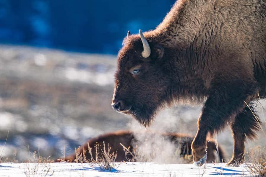 Wild Yellowstone 3 Day | Wildlife Photography Tour - What Makes This Tour Special?