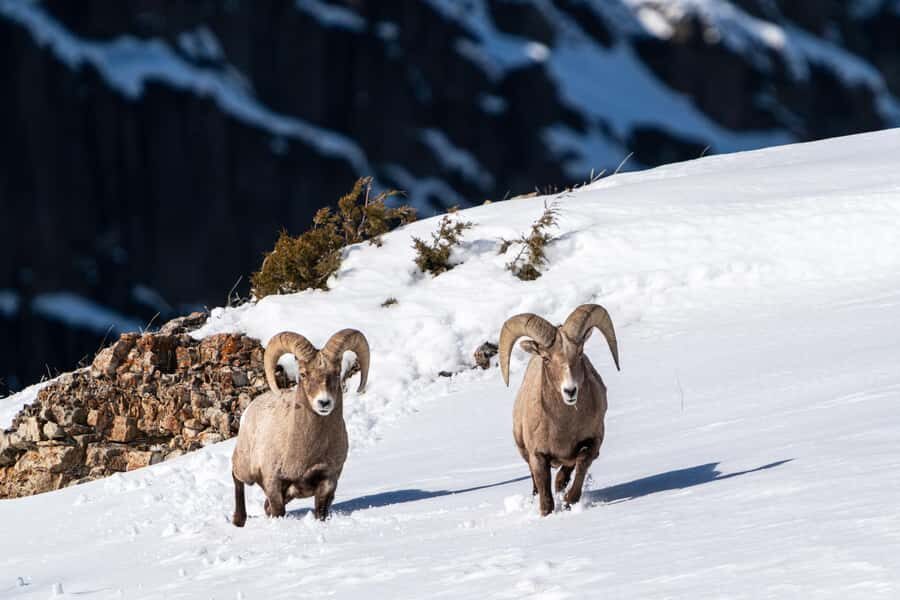 Wild Yellowstone Half-Day | Photography Tour in Yellowstone - Who Is This Tour Best For?