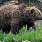 Wilder Institute/Calgary Zoo: Entry Ticket - Frequently Asked Questions