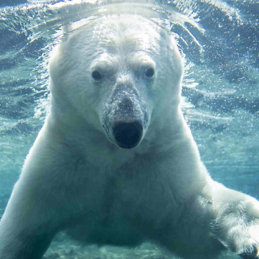 Wilder Institute/Calgary Zoo Entry Ticket - Practical Tips for Visiting