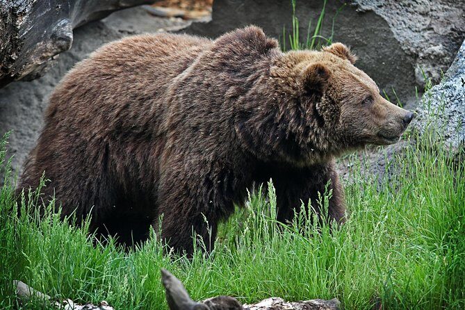 Wilder Institute/Calgary Zoo: Entry Ticket - Frequently Asked Questions
