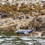 Wildlife and Scenery in Ketchikan - Cultural Sights and Land Animals