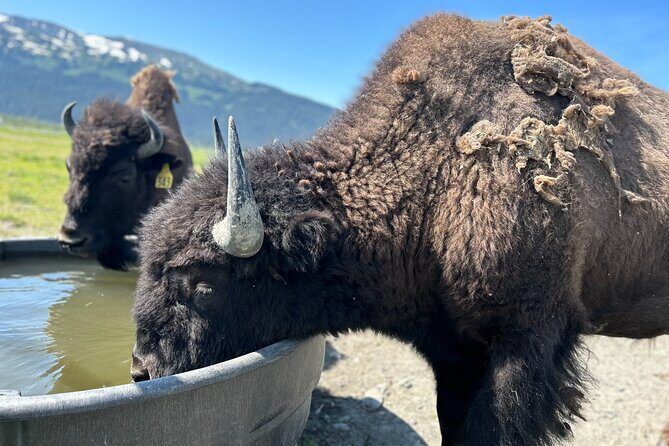 Wildlife Conservation Center & Portage Valley Glaciers - The Value of the Tour