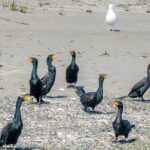 Wildlife Kayak Tour at Fort Flagler State Park - The Sum Up: Is It Worth It?