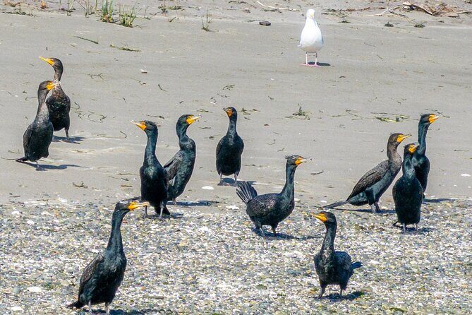 Wildlife Kayak Tour at Fort Flagler State Park - The Sum Up: Is It Worth It?