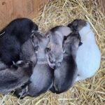 Willow: Fall Dog Sled Adventure - Who Will Love This Tour?