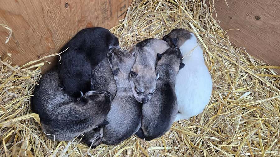 Willow: Fall Dog Sled Adventure - Who Will Love This Tour?