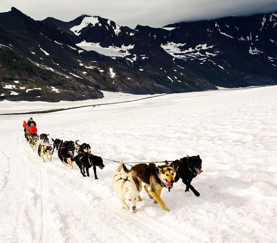 Willow: Winter Dog Sledding Adventure - Who Will Love This Tour?