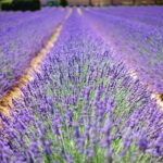 Wine Tasting and lavender Farm Tours - Who Will Enjoy This Tour?