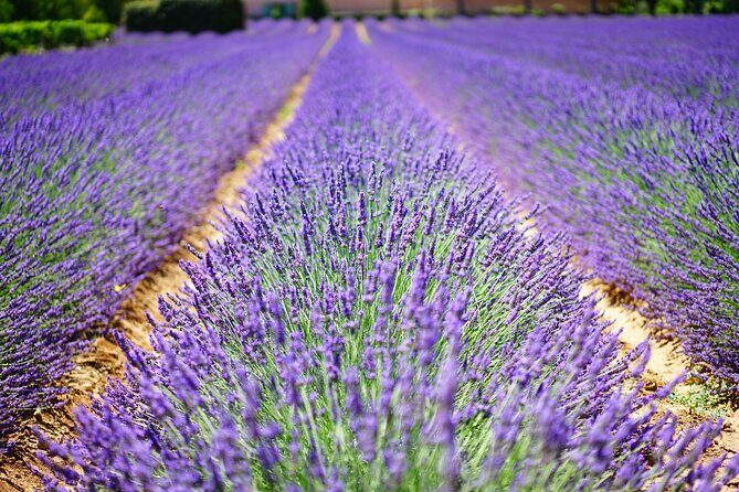 Wine Tasting and lavender Farm Tours - Who Will Enjoy This Tour?