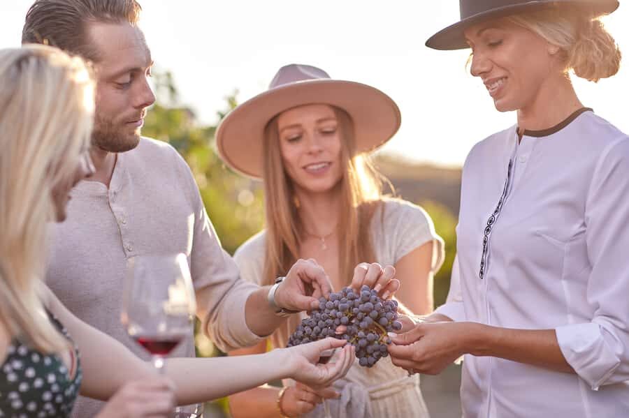 Wine Tour & Food Pairing at the CA State Winery of the Year - The Experience in Context