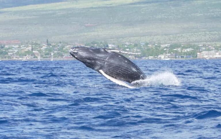 Winona Whale Watching Cruise - Maalaea Harbor - Final Thoughts: Why Choose the Winona Whale Watching Cruise