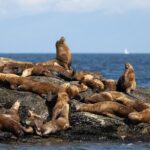 Winter Eco Tours on the Salish Sea Wildlife Adventures - Who Should Consider This Tour?
