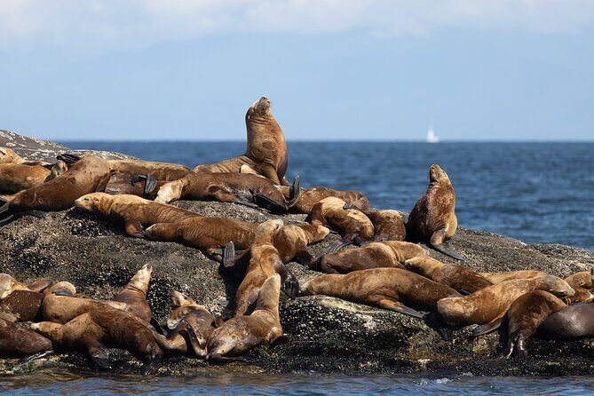 Winter Eco Tours on the Salish Sea Wildlife Adventures - Who Should Consider This Tour?