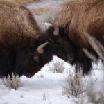 Winter in Yellowstone Wildlife Tour - Who Will Love This Tour?