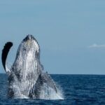 World Class Whale Watching with Breakfast and Open Bar - The Meal and Drinks: A Bonus That Feels Part of the Experience