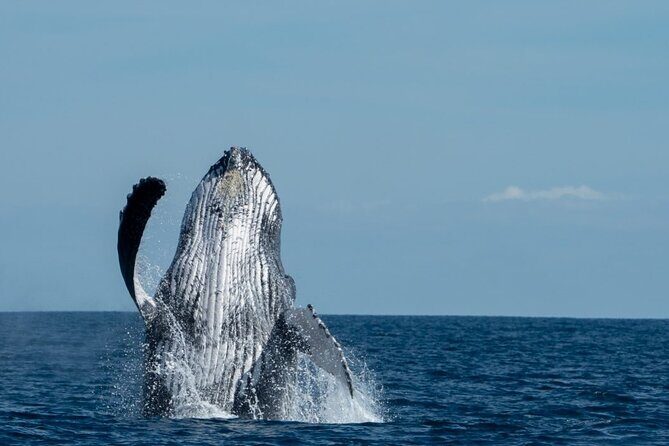 World Class Whale Watching with Breakfast and Open Bar - The Meal and Drinks: A Bonus That Feels Part of the Experience