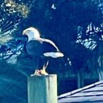 Wrightsville BirdWatching Cruise - Final Thoughts