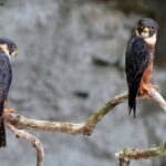 Xocen Birding - A Closer Look at the Experience