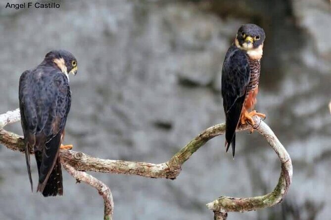 Xocen Birding - A Closer Look at the Experience