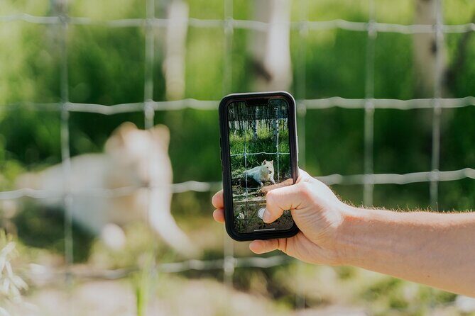 Yamnuska Wolfdog Sanctuary Walk Ticket in Canada - What Makes This Experience Stand Out