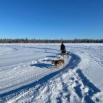 Yellowknife: Dog Sledding Tour - Who Will Love This Tour?