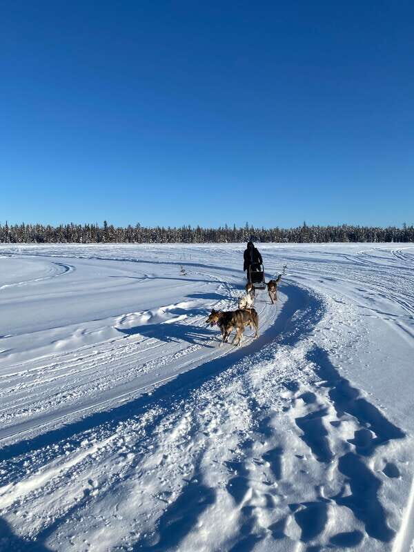 Yellowknife: Dog Sledding Tour - Who Will Love This Tour?