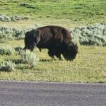 Yellowstone: Full-Day Private Guided Tour with Picnic Lunch - Who Would Benefit Most?