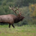 Yellowstone Full Day Private Tour & Hike - Pickup from Gardiner - Authentic Experiences and Guest Feedback