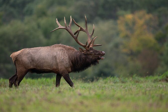 Yellowstone Full Day Private Tour & Hike - Pickup from Gardiner - Authentic Experiences and Guest Feedback