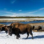Yellowstone Lamar Valley & Picnic Lunch With Wildlife Guide - The Personal Touch: Binoculars, Spotting Scope & Picnic