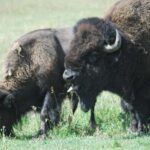 Yellowstone Lower Loop - Private Full Day Tour - What to Expect: An In-Depth Look at the Yellowstone Experience